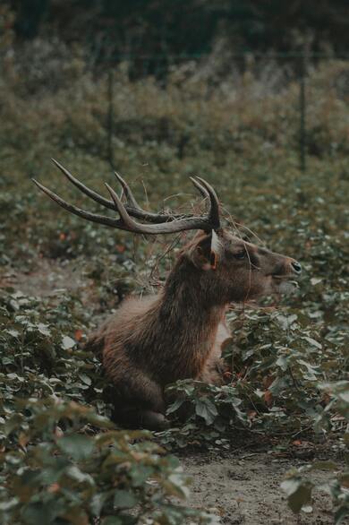 Deer Animal Sitting in Forest