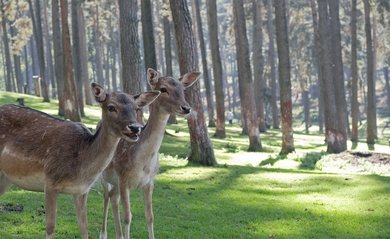 Deer Animal Standing in Forest