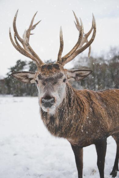 Deer Animal Standing in Snow