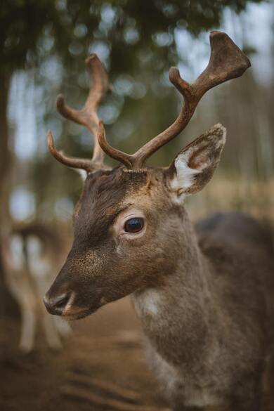 Deer Baby Photo