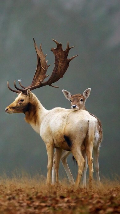 Deer During Autumn Season