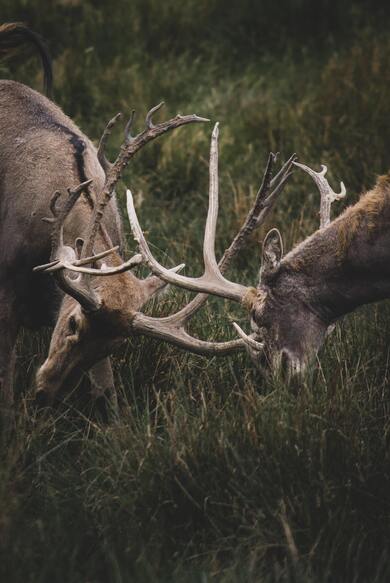 Deer Earing Grass