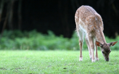 Deer Eating Grass Ultra HD Wallpaper