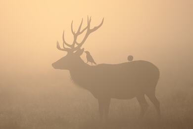 Deer in Foggy Weather of Forest Morning