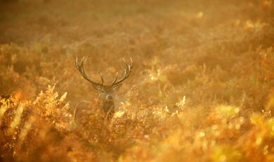 Deer in The Bushes