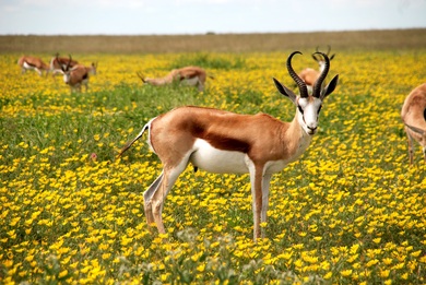 Deer in Yellow Flowers