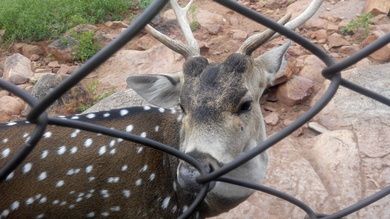 Deer in Zoo Animal Photo