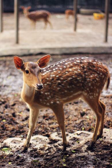 Deer Looking at You in Zoo