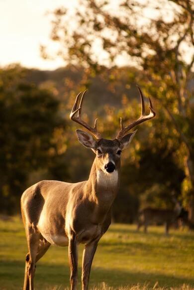 Deer Mobile Pic