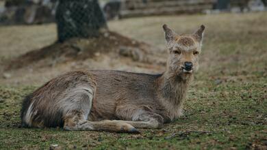 Deer Sitting Image