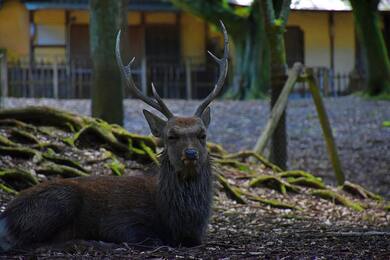 Deer Sitting Near Home