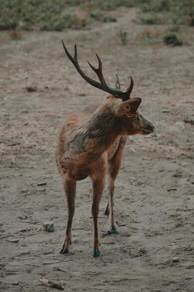 Deer Standing in Sand