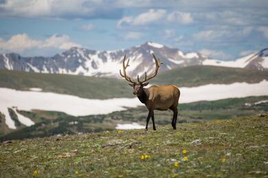 Deer Standing Near Mountain