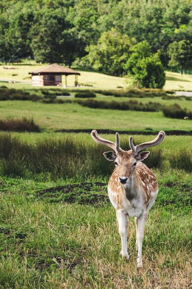 Deer Standing on Grass