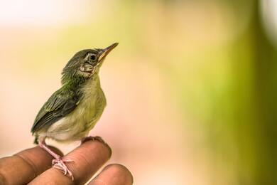 Deignans Prinia Bird Sitting on Hand