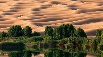 Desert and Camel HD Wallpaper