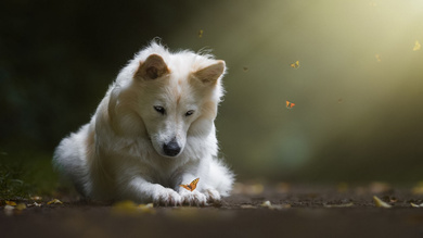 Dog And Butterfly Playing