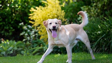 Dog Animal in Garden