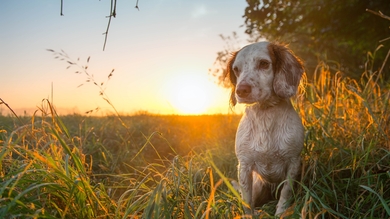 Dog Animal Sitting in Grass HD Wallpaper