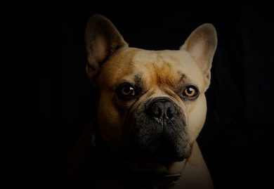 Dog Close Up Face