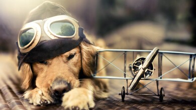 Dog in Airplane Suite Photo