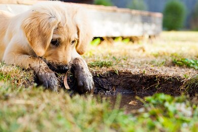 Dog in Garden HD Pic