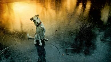 Dog in Rain