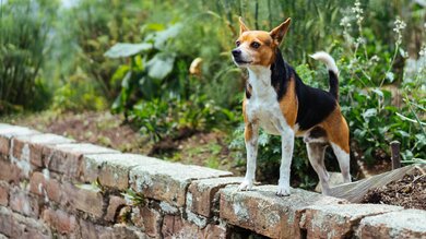 Dog in Wall