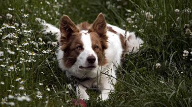 Dog Lying in Grass