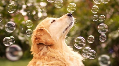 Dog Playing with Water Bubble