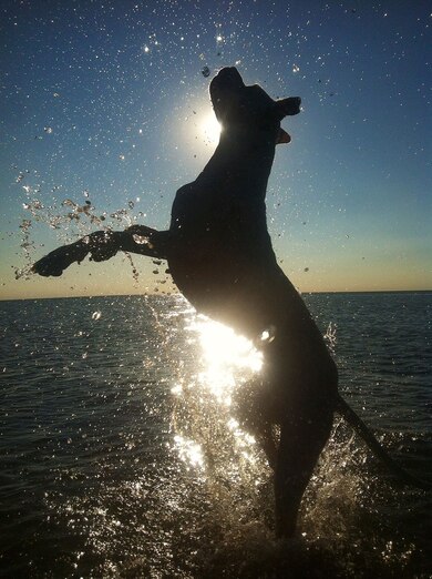 Dog Playing With Water