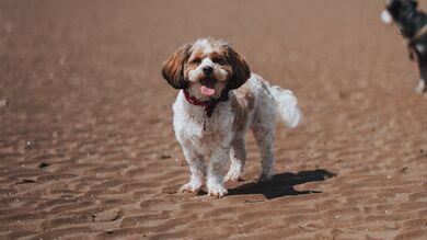 Dog Protruding Tongue