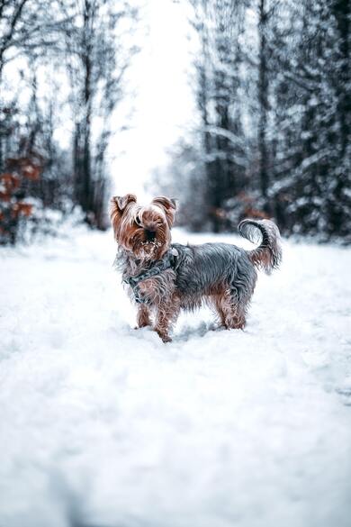 Dog Puppy in Snow Mobile Photo