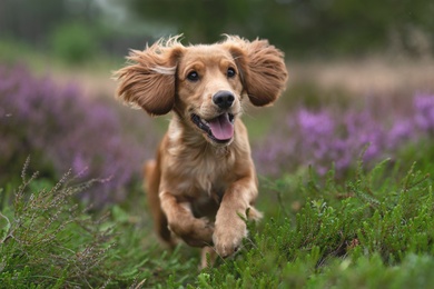 Dog Run In farm