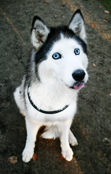 Dog Siberian Husky Mobile Pic