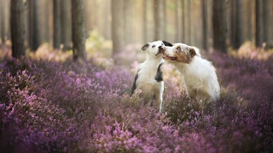 Dog Sitting in Flower Field