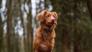 Dog Sitting in Forest