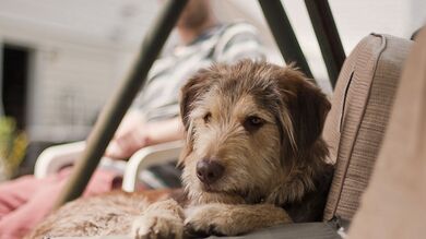 Dog Sitting on Chair in House