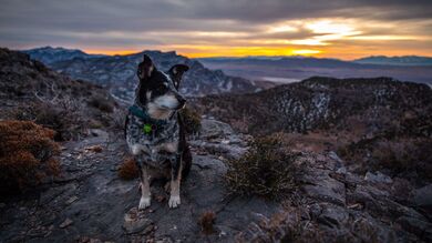 Dog Sitting on Mountains