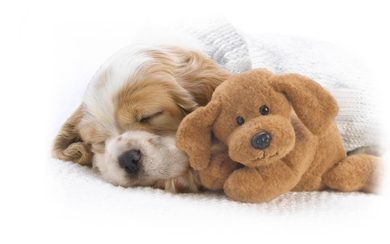 Dog Snoozing With Snuggles HD Wallpaper