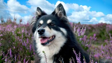 Dog Spotted on Flower Field