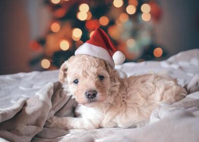 Dog with Christmas Cap