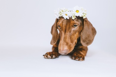 Dogs Dachshund Wreath Paws