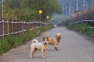 Dogs on Street