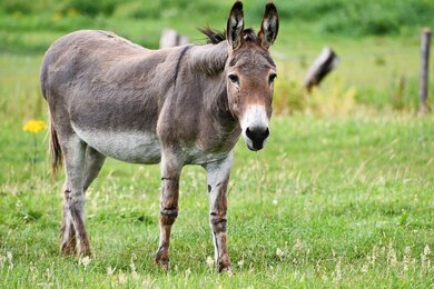 Donkey Animal Photo