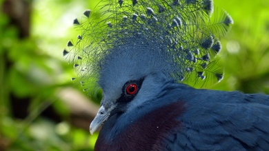 Dove 4K Image