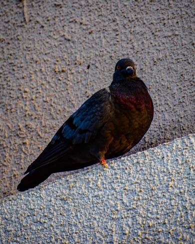 Dove on Building Wall