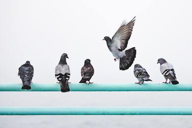 Dove Sitting on Row