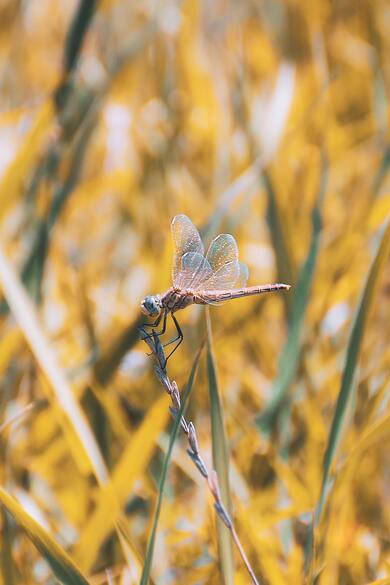 Dragon Fly Insec Macro Photo