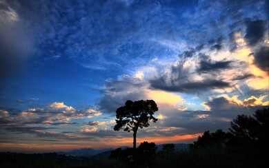 Dramactic Sky and Tree Pic